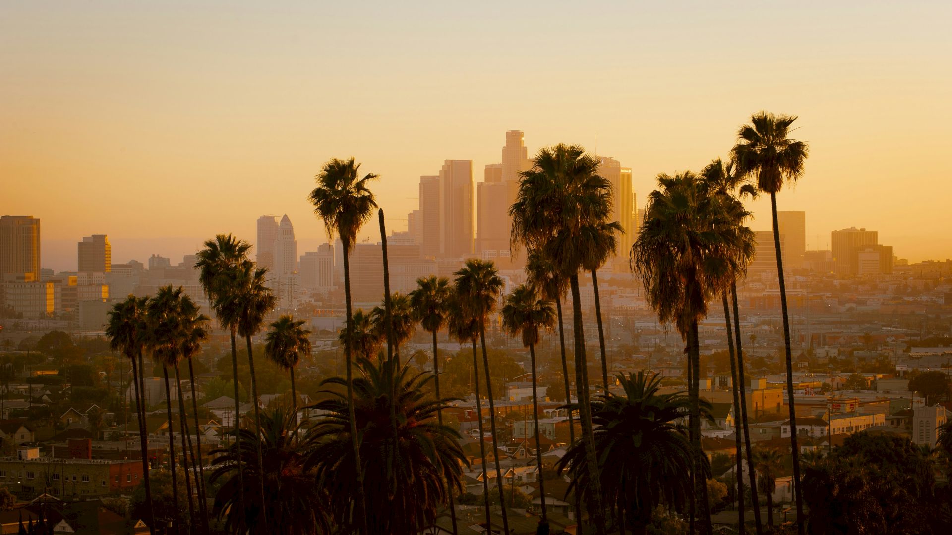 A city skyline at sunset with tall palm trees in the foreground, creating a warm and serene atmosphere.