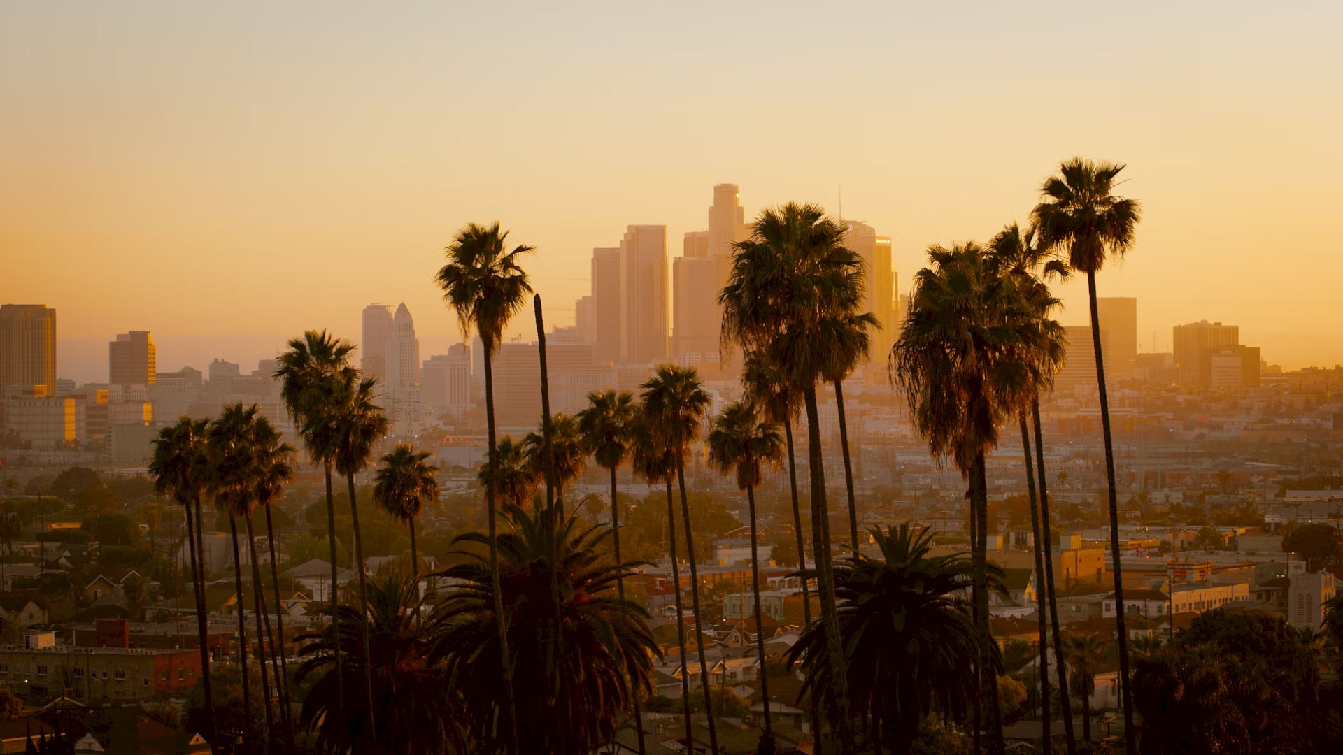 A sunset cityscape with tall palm trees in the foreground and a skyline in the background.